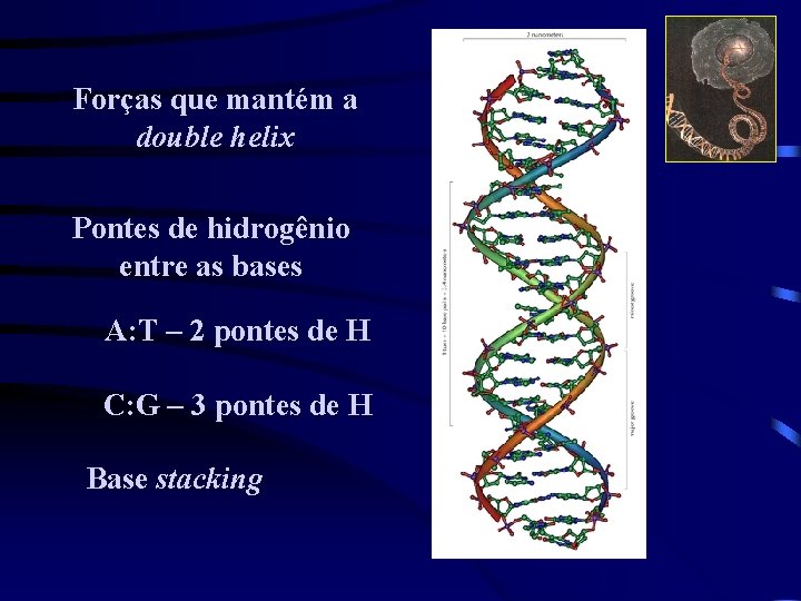 Forças que mantém a double helix Pontes de hidrogênio entre as bases A: T
