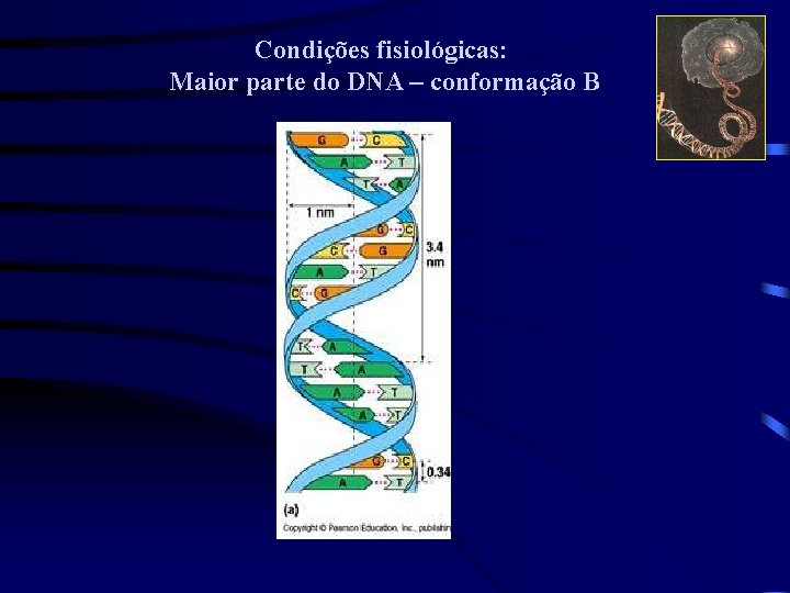 Condições fisiológicas: Maior parte do DNA – conformação B 