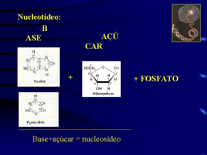 Nucleotídeo: B ASE AÇÚ CAR + Base+açúcar = nucleosídeo + FOSFATO 