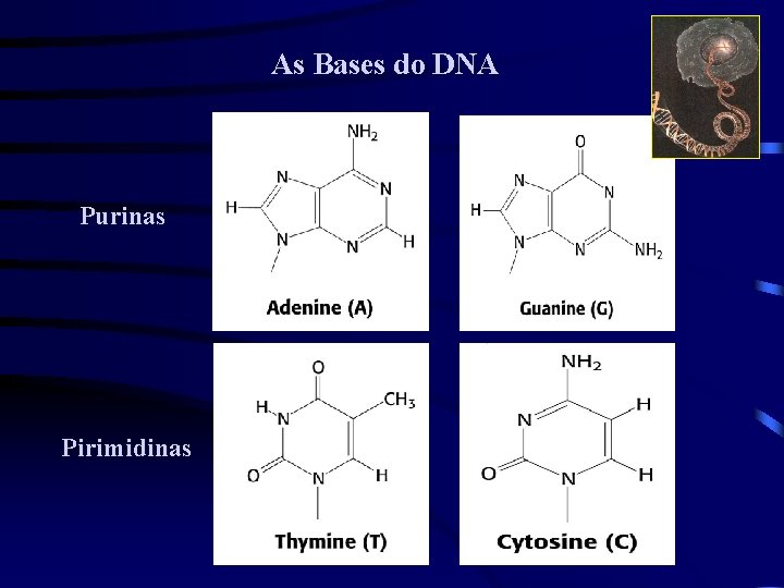 As Bases do DNA Purinas Pirimidinas 