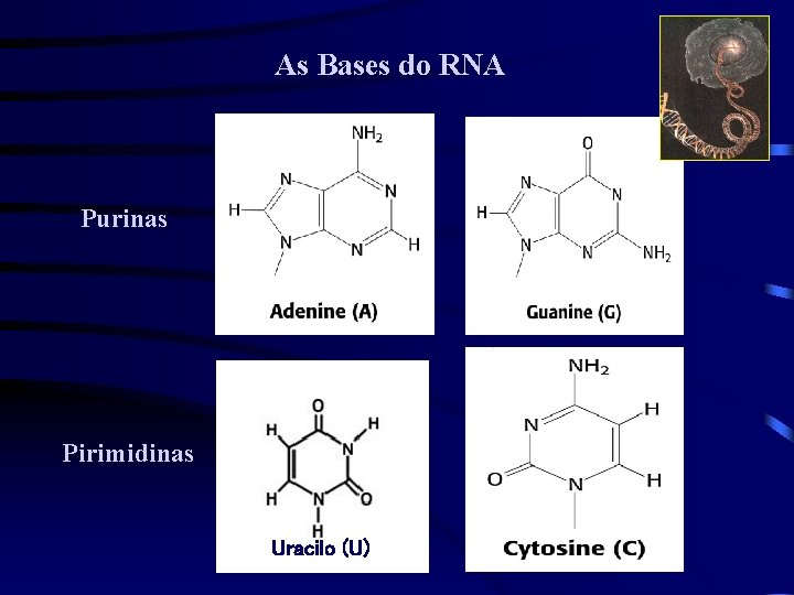 As Bases do RNA Purinas Pirimidinas Uracilo (U) 