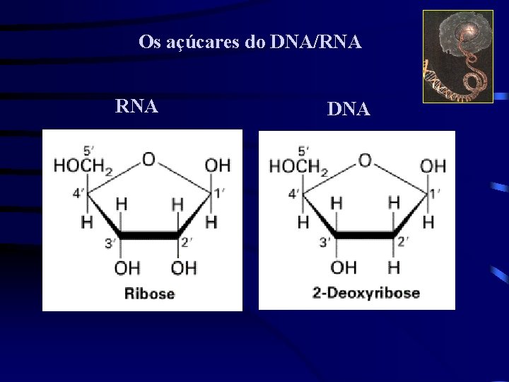 Os açúcares do DNA/RNA DNA 