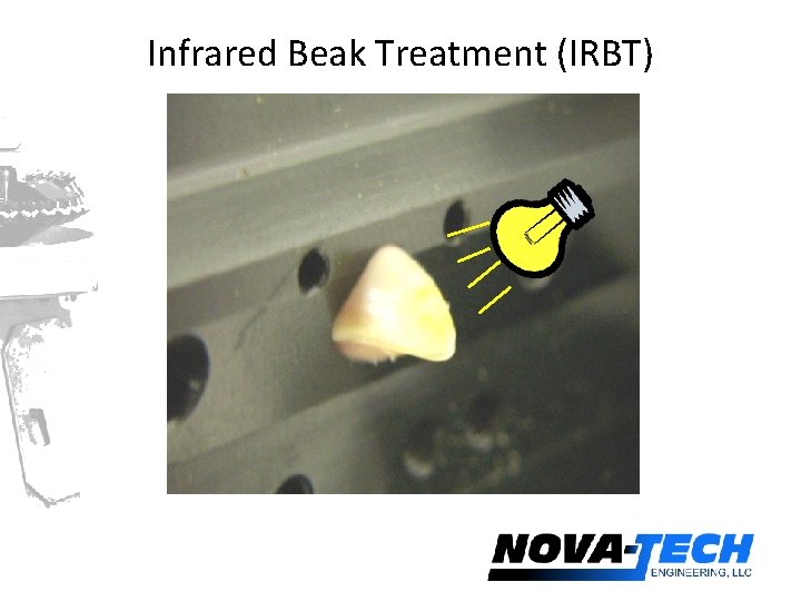 Infrared Beak Treatment (IRBT) 