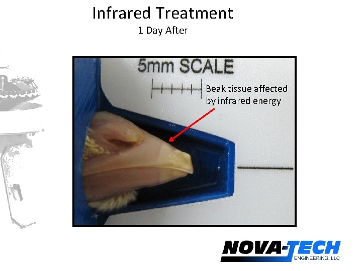 Infrared Treatment 1 Day After Beak tissue affected by infrared energy 
