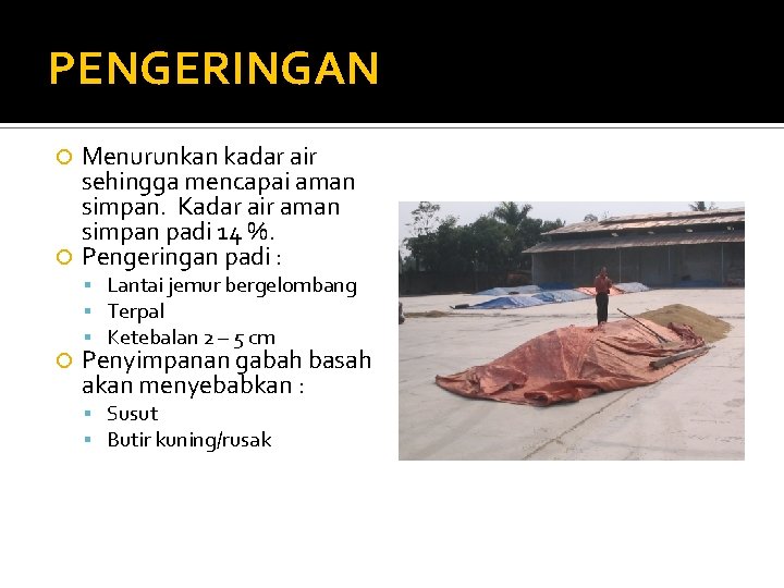 PENGERINGAN Menurunkan kadar air sehingga mencapai aman simpan. Kadar air aman simpan padi 14