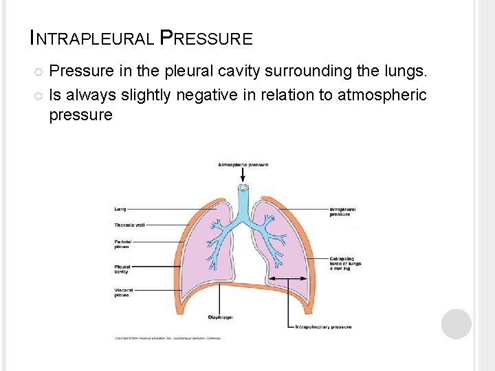 INTRAPLEURAL PRESSURE Pressure in the pleural cavity surrounding the lungs. Is always slightly negative