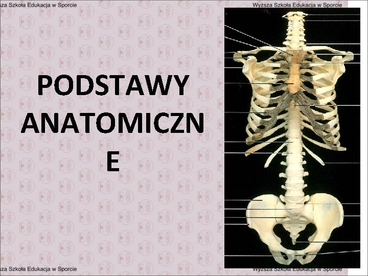 PODSTAWY ANATOMICZN E 