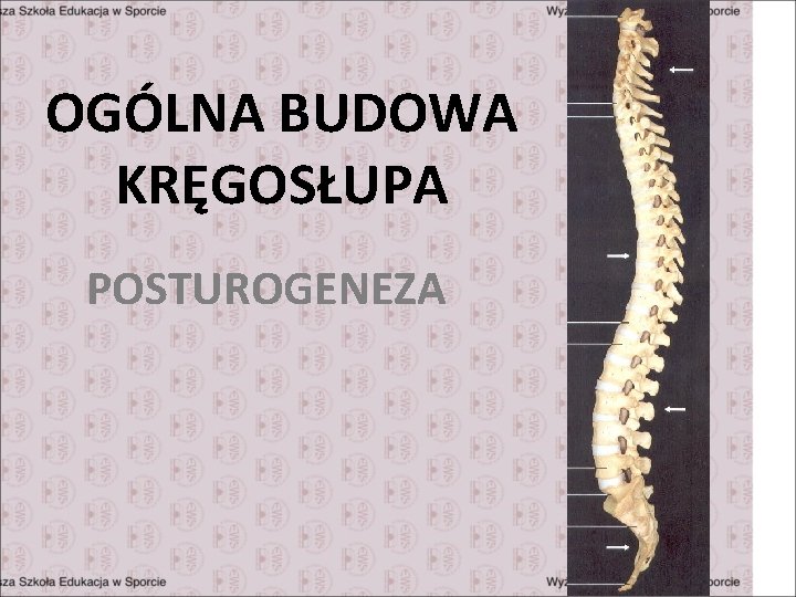 OGÓLNA BUDOWA KRĘGOSŁUPA POSTUROGENEZA 