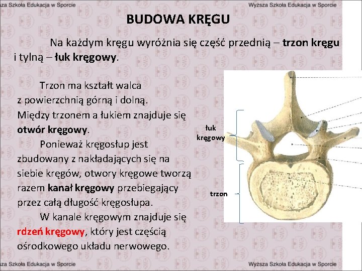 BUDOWA KRĘGU Na każdym kręgu wyróżnia się część przednią – trzon kręgu i tylną