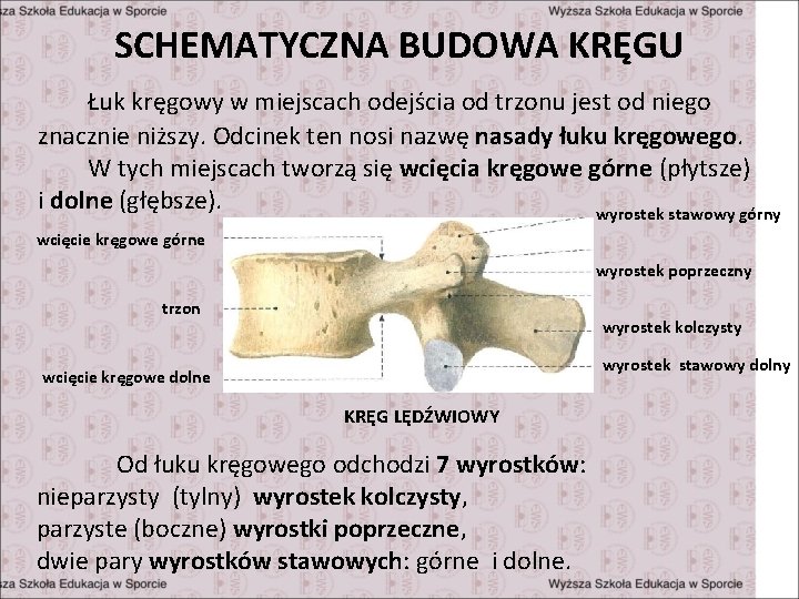 SCHEMATYCZNA BUDOWA KRĘGU Łuk kręgowy w miejscach odejścia od trzonu jest od niego znacznie