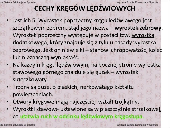 CECHY KRĘGÓW LĘDŹWIOWYCH • Jest ich 5. Wyrostek poprzeczny kręgu lędźwiowego jest szczątkowym żebrem,