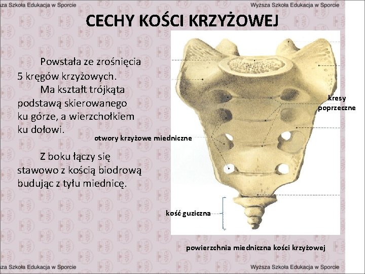 CECHY KOŚCI KRZYŻOWEJ Powstała ze zrośnięcia 5 kręgów krzyżowych. Ma kształt trójkąta podstawą skierowanego