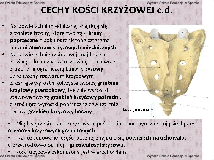 CECHY KOŚCI KRZYŻOWEJ c. d. • Na powierzchni miednicznej znajdują się zrośnięte trzony, które