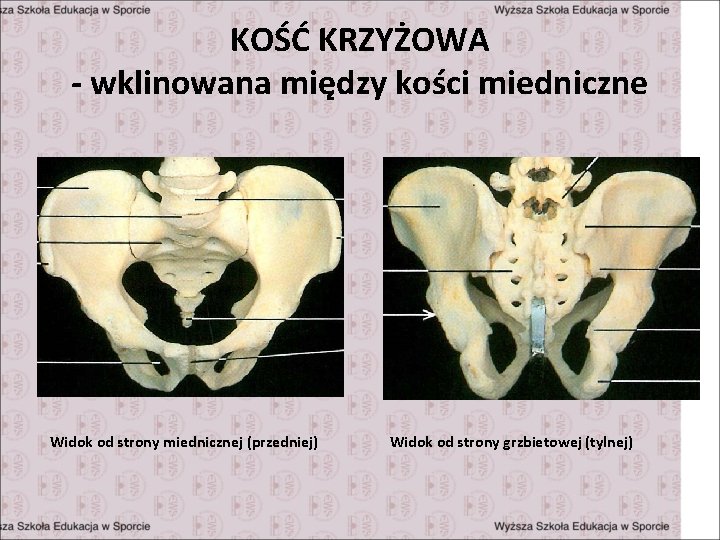 KOŚĆ KRZYŻOWA - wklinowana między kości miedniczne Widok od strony miednicznej (przedniej) Widok od