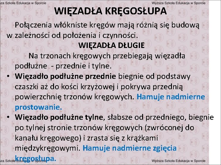 WIĘZADŁA KRĘGOSŁUPA Połączenia włókniste kręgów mają różnią się budową w zależności od położenia i