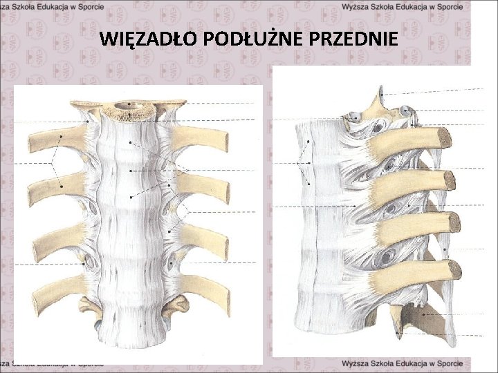 WIĘZADŁO PODŁUŻNE PRZEDNIE 