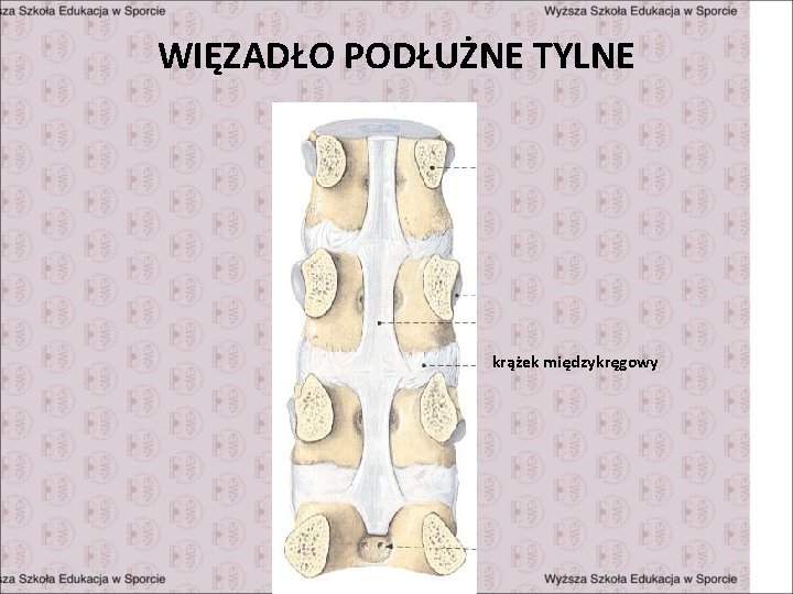 WIĘZADŁO PODŁUŻNE TYLNE krążek międzykręgowy 