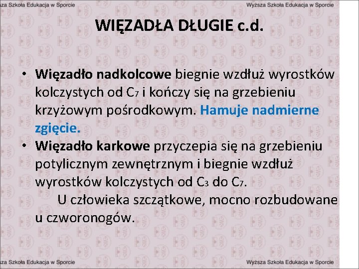 WIĘZADŁA DŁUGIE c. d. • Więzadło nadkolcowe biegnie wzdłuż wyrostków kolczystych od C 7