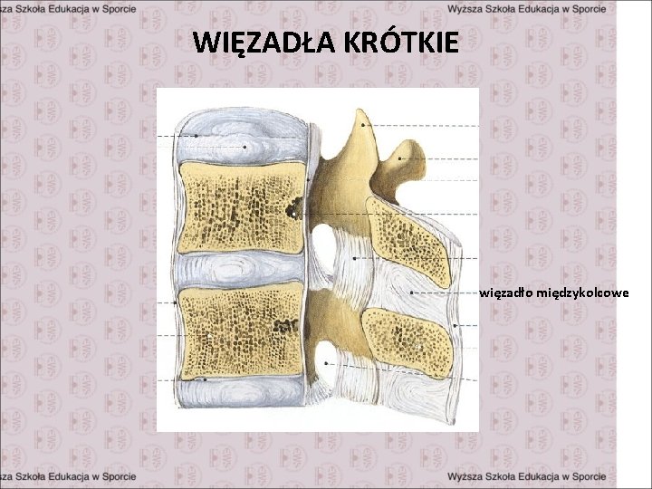 WIĘZADŁA KRÓTKIE więzadło międzykolcowe 