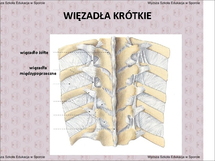 WIĘZADŁA KRÓTKIE więzadło żółte więzadła międzypoprzeczne 