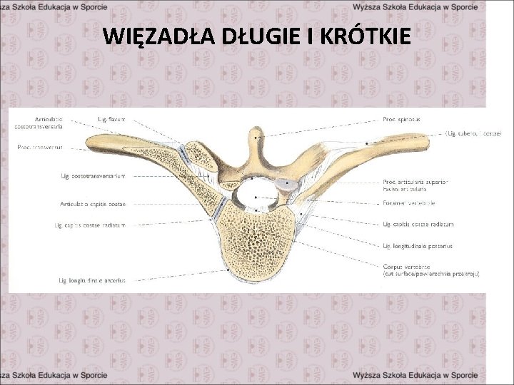 WIĘZADŁA DŁUGIE I KRÓTKIE 