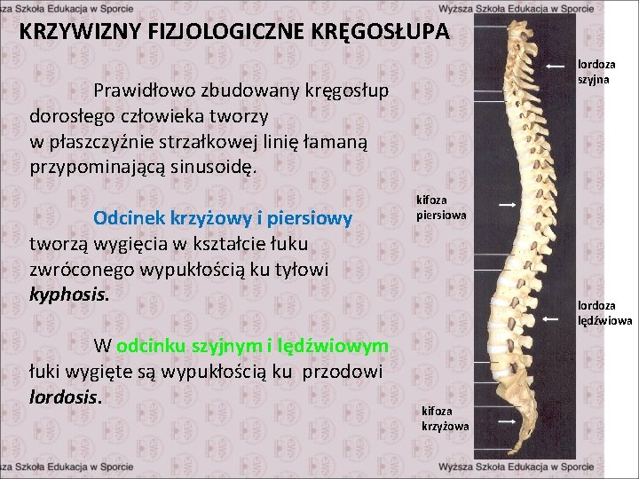 KRZYWIZNY FIZJOLOGICZNE KRĘGOSŁUPA lordoza szyjna Prawidłowo zbudowany kręgosłup dorosłego człowieka tworzy w płaszczyźnie strzałkowej