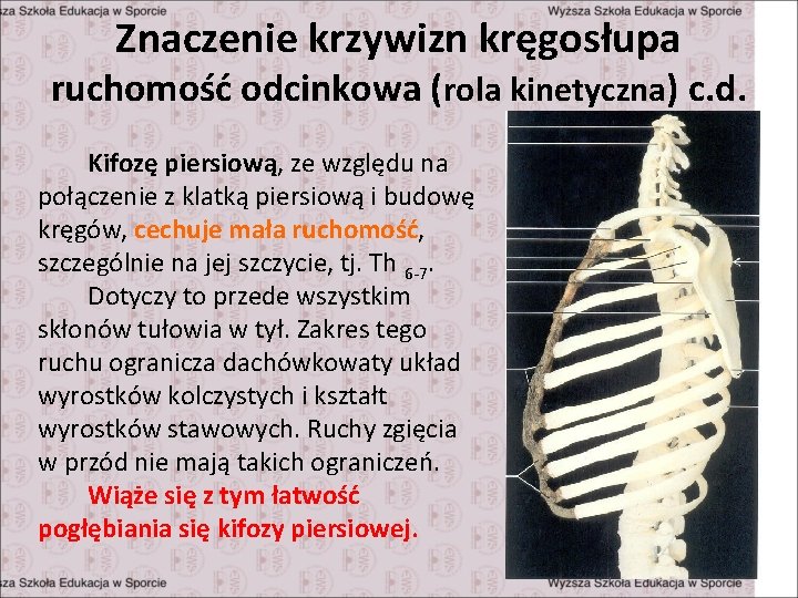 Znaczenie krzywizn kręgosłupa ruchomość odcinkowa (rola kinetyczna) c. d. Kifozę piersiową, ze względu na