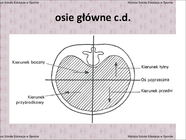 osie główne c. d. 