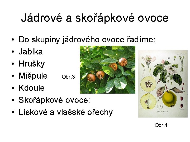 Jádrové a skořápkové ovoce • • Do skupiny jádrového ovoce řadíme: Jablka Hrušky Mišpule