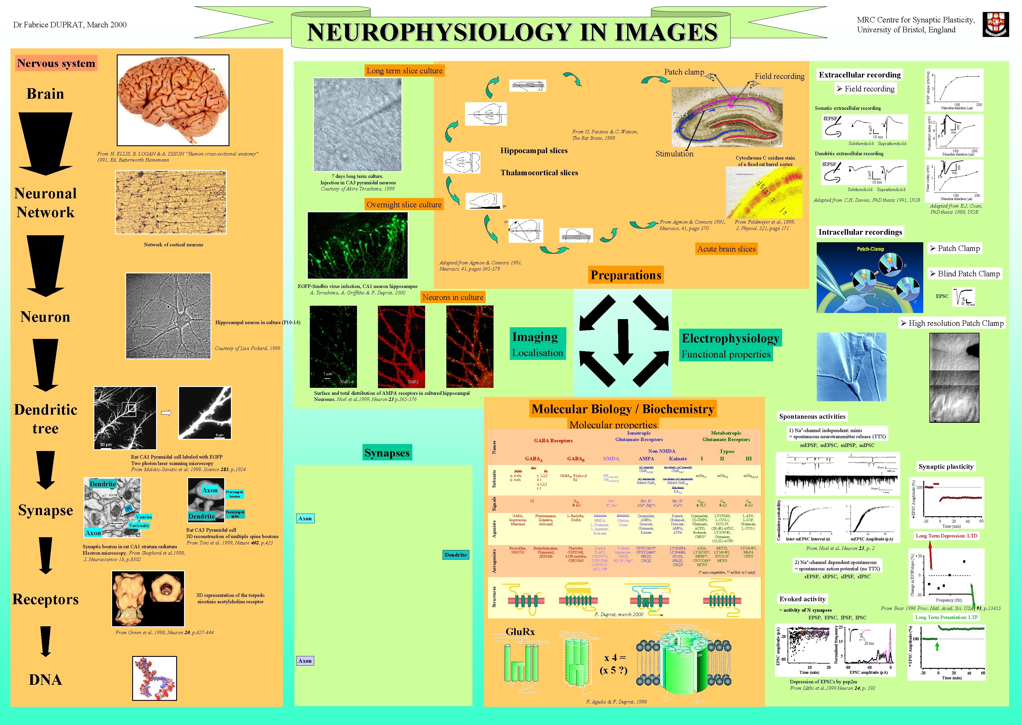 MRC Centre for Synaptic Plasticity, University of Bristol, England NEUROPHYSIOLOGY IN IMAGES Patch clamp