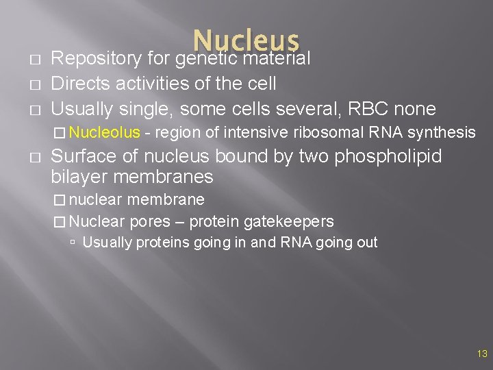 � � � Nucleus Repository for genetic material Directs activities of the cell Usually