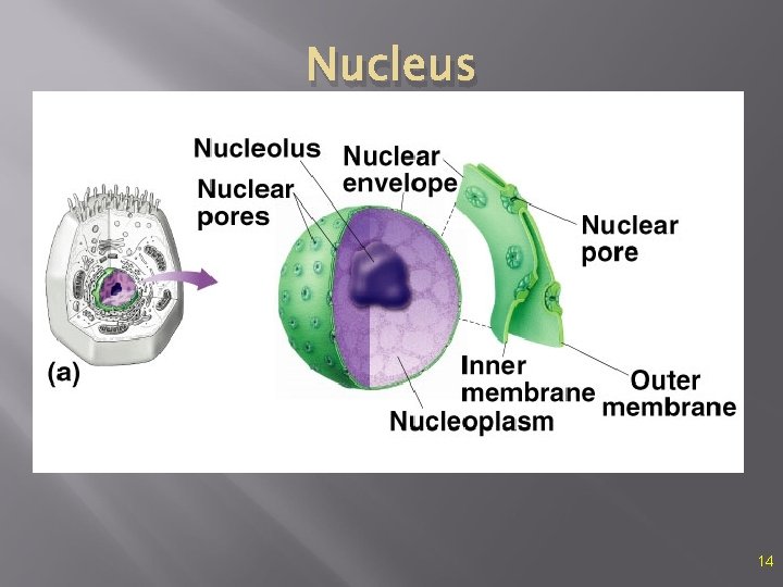 Nucleus 14 