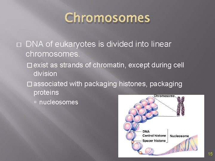 Chromosomes � DNA of eukaryotes is divided into linear chromosomes. � exist as strands