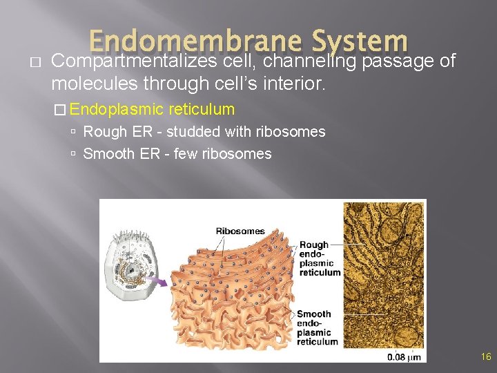 � Endomembrane System Compartmentalizes cell, channeling passage of molecules through cell’s interior. � Endoplasmic