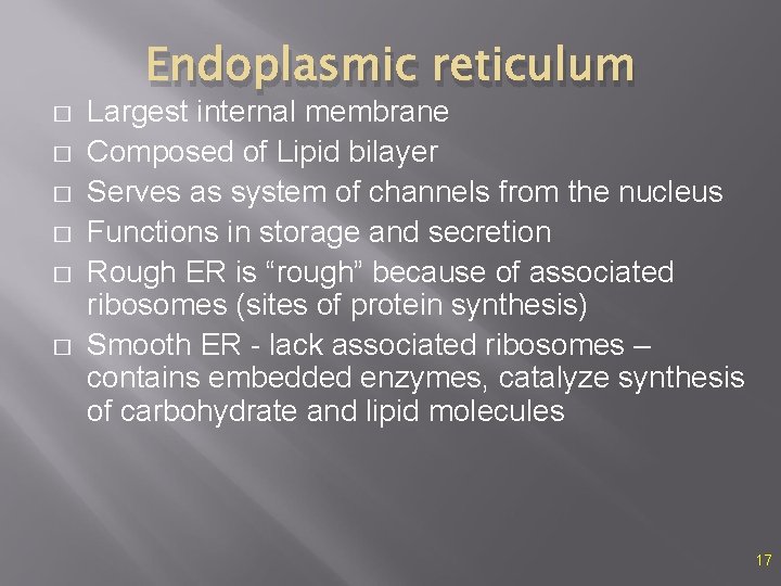 � � � Endoplasmic reticulum Largest internal membrane Composed of Lipid bilayer Serves as