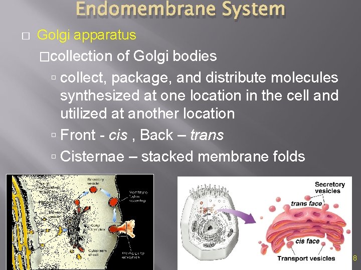 Endomembrane System � Golgi apparatus �collection of Golgi bodies collect, package, and distribute molecules