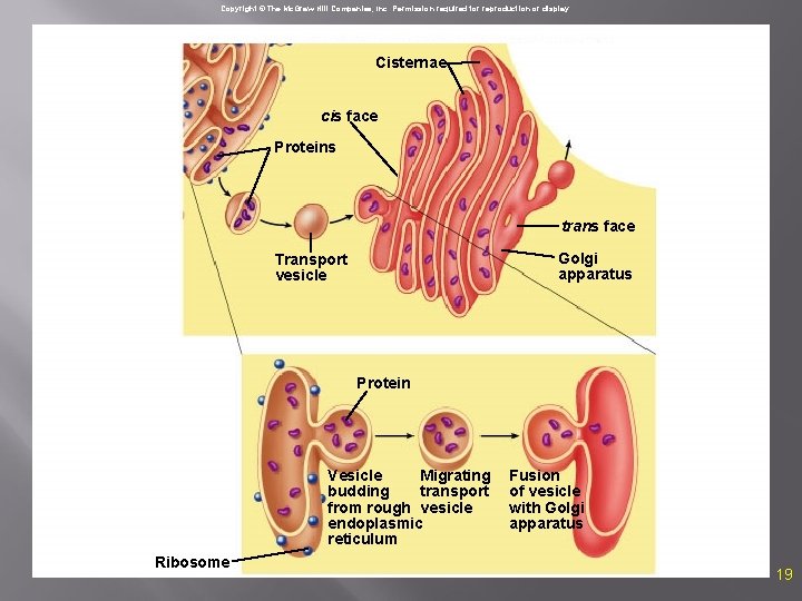 Copyright © The Mc. Graw-Hill Companies, Inc. Permission required for reproduction or display. Cisternae