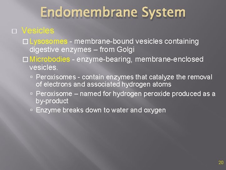 Endomembrane System � Vesicles � Lysosomes - membrane-bound vesicles containing digestive enzymes – from