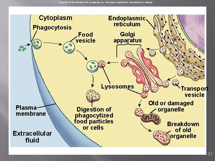 Copyright © The Mc. Graw-Hill Companies, Inc. Permission required for reproduction or display. Cytoplasm