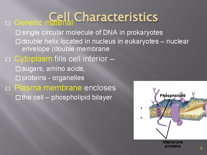 � Cell Characteristics Genetic material � single circular molecule of DNA in prokaryotes �