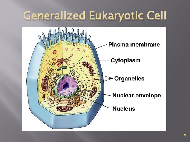 Generalized Eukaryotic Cell 5 