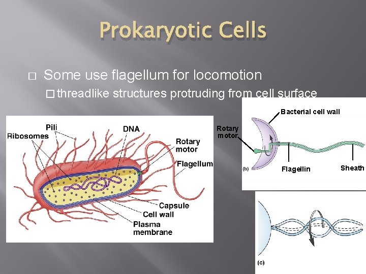 Prokaryotic Cells � Some use flagellum for locomotion � threadlike structures protruding from cell