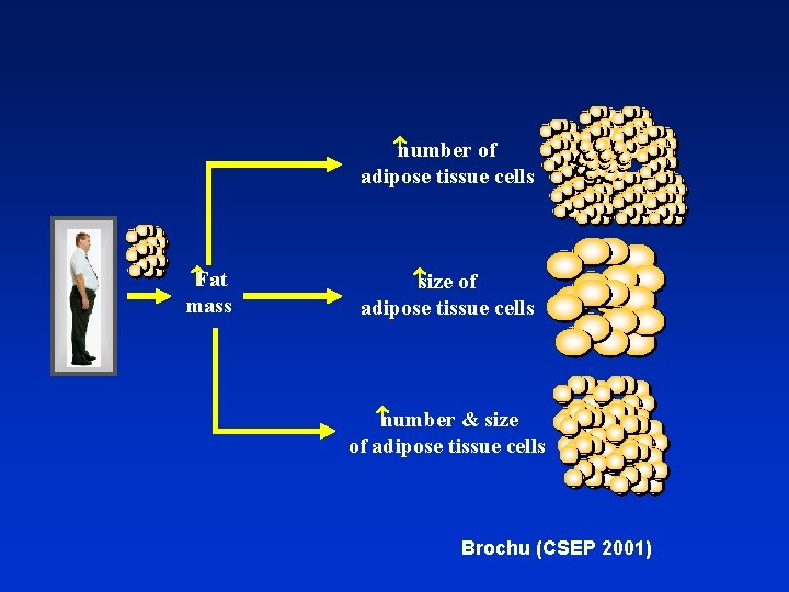  number of adipose tissue cells Fat mass size of adipose tissue cells number