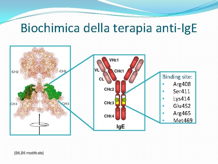 Biochimica della terapia anti-Ig. E Binding site: • Arg 408 • Ser 411 •