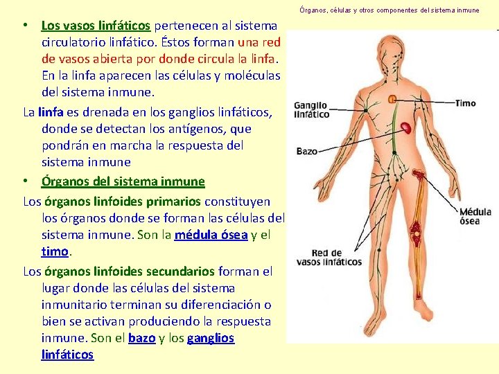 Órganos, células y otros componentes del sistema inmune • Los vasos linfáticos pertenecen al