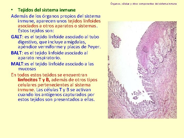 Órganos, células y otros componentes del sistema inmune • Tejidos del sistema inmune Además