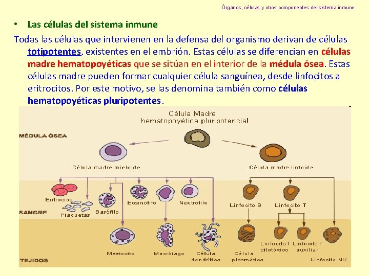 Órganos, células y otros componentes del sistema inmune • Las células del sistema inmune