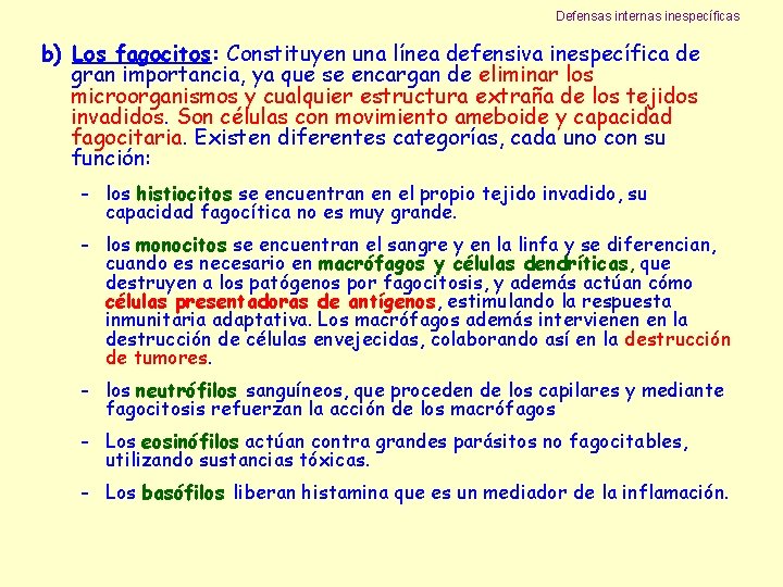 Defensas internas inespecíficas b) Los fagocitos: Constituyen una línea defensiva inespecífica de gran importancia,
