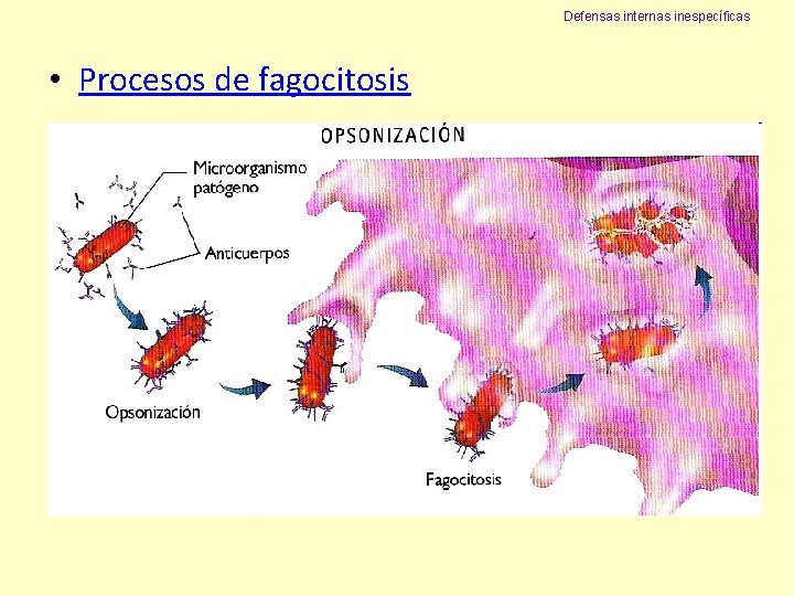 Defensas internas inespecíficas • Procesos de fagocitosis 