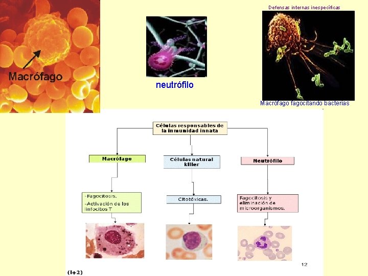 Defensas internas inespecíficas - neutrófilo Macrófagocitando bacterias 